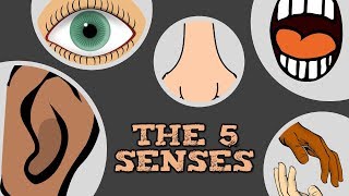 THE 5 SENSES catchy song for kids about quotsee hear smell taste touchquot [upl. by Eiramlatsyrc]