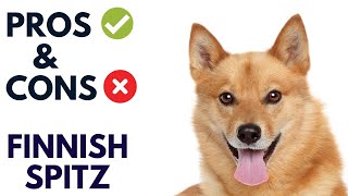 Finnish Spitz Pros and Cons  Finnish Spitz Advantages and Disadvantages AnimalPlatoon [upl. by Emmuela252]