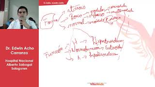 ENDOCRINOLOGIA FASE 1 PARTE 2 [upl. by Argella]