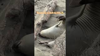 Can you scratch my fins 🥰 cuteseal funnyanimals funny seal funnycreatures wildlife [upl. by Ennagrom]