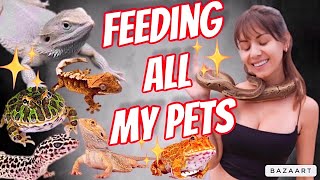 FEEDING ALL MY PETS [upl. by Michelina317]