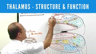 Thalamus  Structure and Function  Neuroanatomy [upl. by Ttoille]