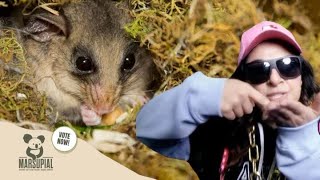 Why The Mountain PygmyPossum Should Be Marsupial of the Year [upl. by Attennyl]