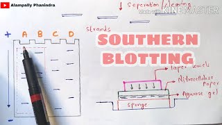 Southern blotting technique  Made easy  Bio science [upl. by Hogue]