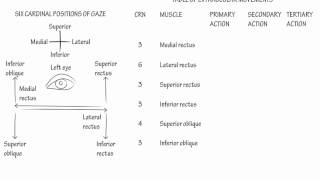 Extraocular Muscle Actions Draw it to Know it Neuroanatomy [upl. by Esimaj]