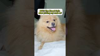 Dog vs blood cells funny funnydog cutedog dog puppy short fyp [upl. by Bael12]