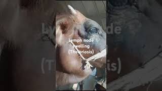 Lymph node swelling Theleriosis submandibular lymph node swelling Face swelling in cow Cow [upl. by Kamilah]