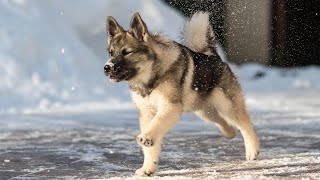 The 15 Best and Worst of Owning a Norwegian Elkhound [upl. by Enilram892]