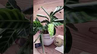 bottom watering plants 4 hours in 12 seconds plants timelapse indoorplants bottomwatering [upl. by Baalman706]