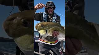 Hawkesbury River baitfishing [upl. by Princess]