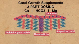 Coral Growth Supplements  No Water Changes Reef Aquarium [upl. by Nahn]