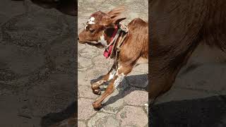 Bilateral fetlock knuckling in cow calf l Congenital flexor deformity l Drmandloi [upl. by Suraved]