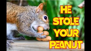 The Adventures Of Chunky The Squirrel SHORTS  He Stole Your Peanut [upl. by Nojel]