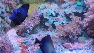 Reef Tank  akwarium morskie aquarium fish fishtank reeftank  soft corals [upl. by Ynomrah]