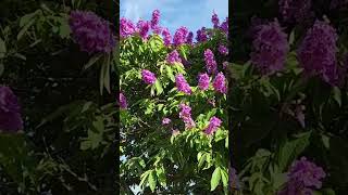 Lagerstroemia Indica flowers [upl. by Maryellen]