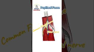 4C Popliteal fossa anatomy illustration drawing art bones study students knee hamstrings [upl. by Yrogreg71]