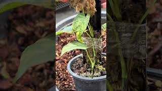 Propagating Monstera Seltipicana Variegated [upl. by Ahsiemac]