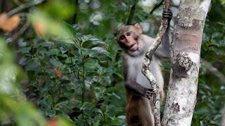 25 escaped monkeys captured in South Carolina 18 remain on the loose [upl. by Anyer864]