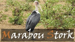 Marabou Stork Leptoptilos crumenifer Bird Call  Stories Of The Kruger [upl. by Airdnek96]