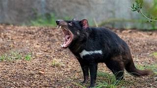 THE TASMANIAN DEVIL [upl. by Aivatra]