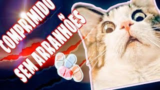 Como dar comprimido para gato  sem arranhões [upl. by Jolynn]