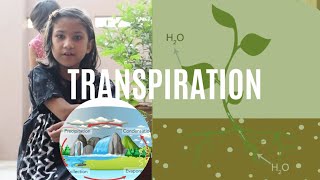 Transpiration in Plants Experiment  Science and Arts [upl. by Corb]