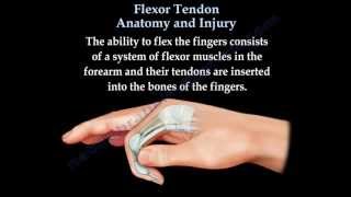 Flexor Tendon Anatomy And Injury  Everything You Need To Know  Dr Nabil Ebraheim [upl. by Sedgewinn845]