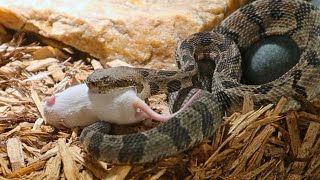 Baby Timber Rattlesnake Has A Mouthful [upl. by Rapsag248]