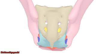 PUDENDAL CANALPERINEAL MEMBRANESACROTUBEROUS LIGAMENTISCHIOANAL FOSSAABDOMENANATOMYMBBS [upl. by Betteanne366]