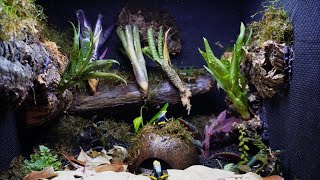 Simulating a Dart Frog Ecosystem  Dendrobates tinctorius Tumucumaque Vivarium Build [upl. by Hannazus]