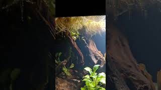 Zqare 25l  Första Växterna aquarium plantedtank shortsvideo shorts [upl. by Aeriel]