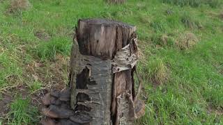 Dryad Saddle or Pheasants Back Mushrooms growing on a Tree Stump [upl. by Ricoriki]