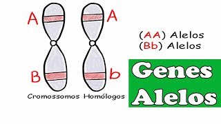 Genes Alelos conceitos de homozigoto heterozigoto dominante e recessivo [upl. by Gena792]