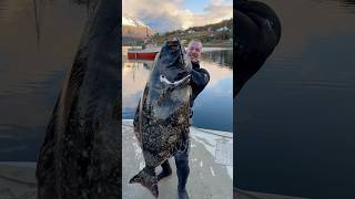 Spearfishing GIANT Halibut in Norway spearfishing halibut [upl. by Buckden]