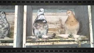 limerick tumbler pigeons in dublin [upl. by Brebner]