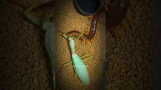 Centipede vs Mantis 🔥 🔥 InsectWars insects fypシ゚viral arachnid wildlife [upl. by Maryellen]