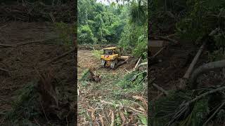 D6R XL Bulldozers Revolutionizing Palm Oil Land Management [upl. by Mcnalley396]