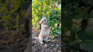 Dog Eating Grapes 🐕 Shorts facts knowledge tv tamil [upl. by Aicac588]