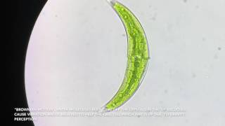 Closterium algae cell  400x  Brownian Motion [upl. by Atselec]