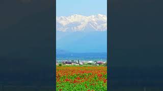 Blooming red poppies in rye field swaying in the wind at sunny day with mountains in the background [upl. by Bowler631]