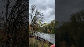 Bella umbrella cockatoo flying down from a tree🕊🍁 [upl. by Etnovad503]