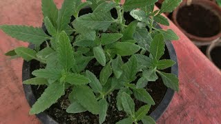 How To Grow Verbena From Seeds Winter Flowering Plant [upl. by Ganley86]