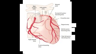 RESTRICTIVE CARDIOMYOPATHY [upl. by Hoxsie]