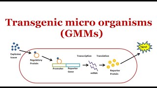 Transgenic Microorganisms GMMs  2024 [upl. by Fang]