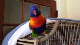 Best talking Parrot Rainbow lorikeet [upl. by Koller]