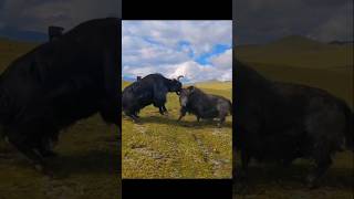 Muskox heavy fight 🐂🐂 short shorts animal [upl. by Regina612]