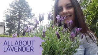 How to Take Care After LAVENDER  BEGINNER Tips for Growing Lavender  Benefits of growing Lavender [upl. by Aiseneg554]