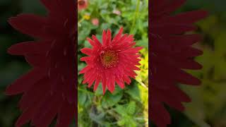 Pink amp Red Gerbera naturesnotebook [upl. by Reace475]