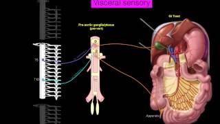 Sympathetics GI [upl. by Valenta410]