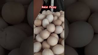 Balut Penoy Philippines [upl. by Ihcas391]